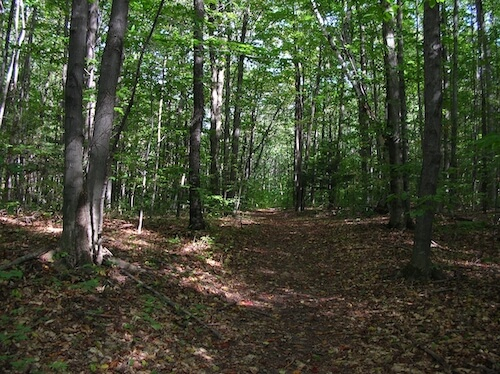 Path in a forest