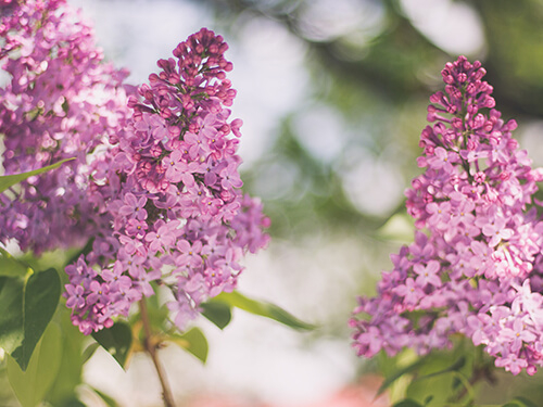 Lilac plant.